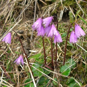 svizra dal nordvest