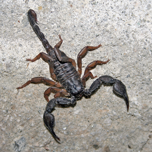 Scorpiuns