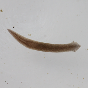 Turbellaris