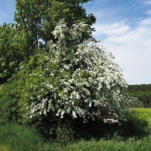 Chagliastretg