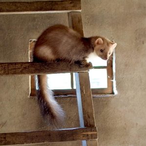 Fiergna alva e fiergna melna