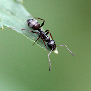Citads sutterranas