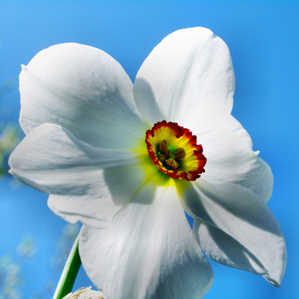 Orchideas