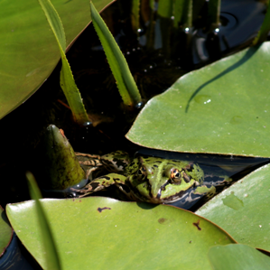 Dependenza da l'ambient
