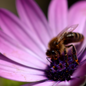 Fructificaziun e reproducziun