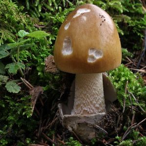 Amanitas