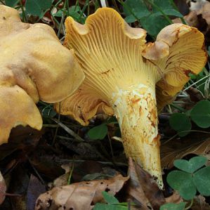 Chantarels e craterels