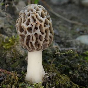 Murachels e lurachels