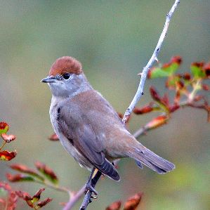 Fustgetta dal chapitsch