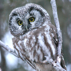 Tschuetta dal pe pailus