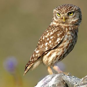 La tschuetta da la mort