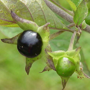 Belladonna