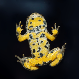 Rustget dal venter mellen