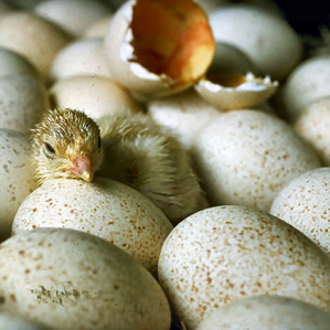 Svilup e metamorfosa