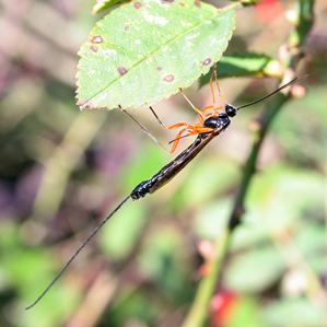 Vespra satiglia giganta