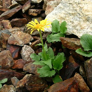 Doronica gronda