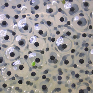 Il mund fascinant dals amfibis