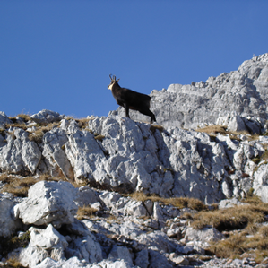 Tschorvadad da chamutschs