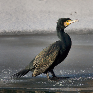 Dapli cormorans – dapli donns