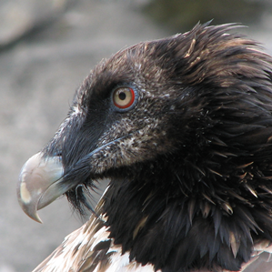 Tratga da tschess barbets