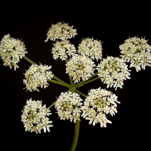 Umbelliferas