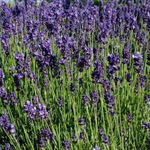 Lavandra