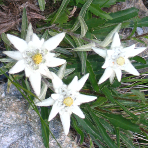Stailalva alpina