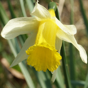 Amarillis