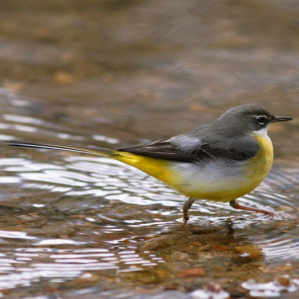 Ballacua da muntogna