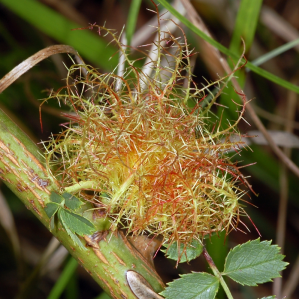 Vespra da la gala da rosas