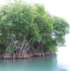 Mangrovas