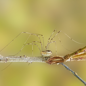 Filien cun chommas lungas