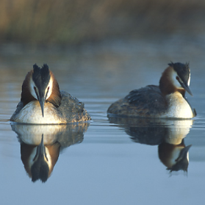 Sfunsella da la cresta