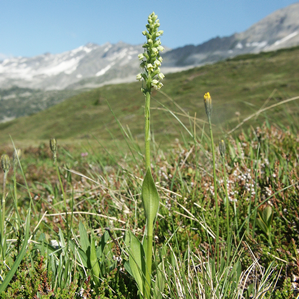 Orchidea alva