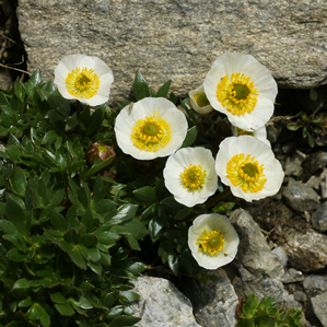 Ranunchel da glatscher