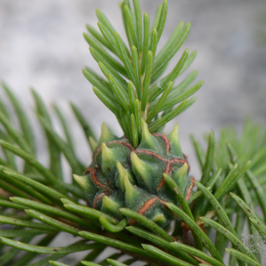 Plugl da la gala da pign