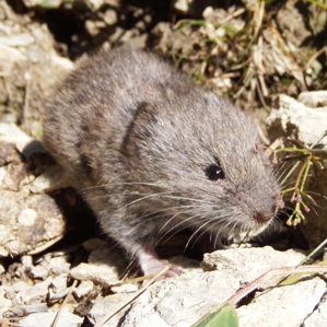 Las exposiziuns spezialas