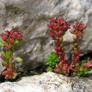 Grassella stgira