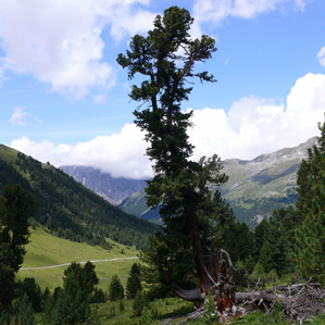 Tamangur