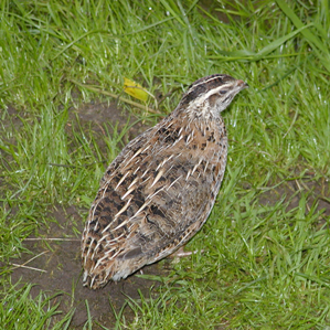 Quacra europeica