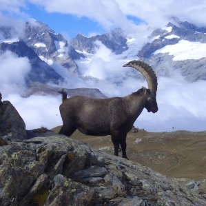Il capricorn